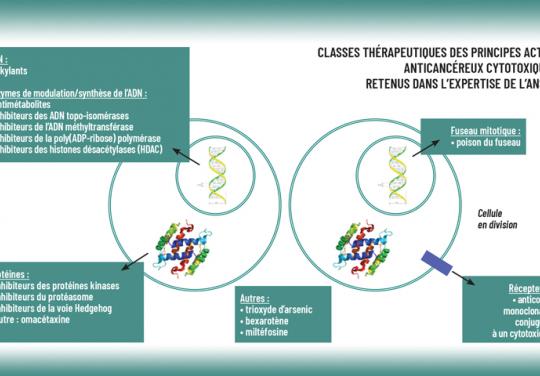 Classes thérapeutiques des principes actifs anticancéreux cytotoxiques retenus dans l’expertise de l’ANSES